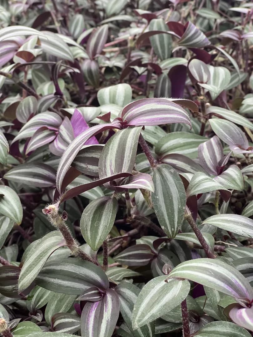 TRADESCANTIA ZEBRINA PENDULA BURGUNDY