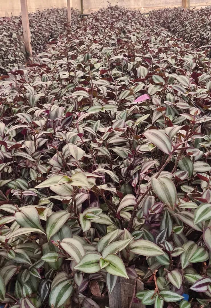 TRADESCANTIA ZEBRINA PENDULA PURPLE