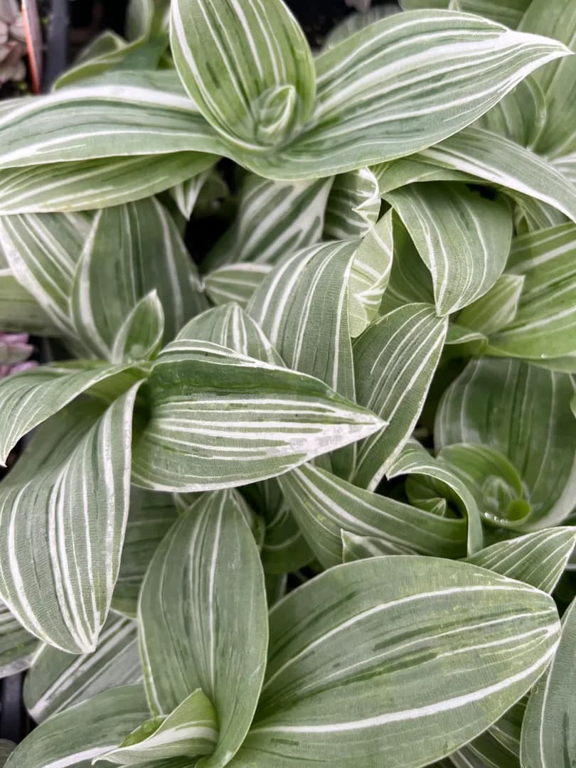 TRADESCANTIA ZEBRINA PENDULA ALBIFLORA