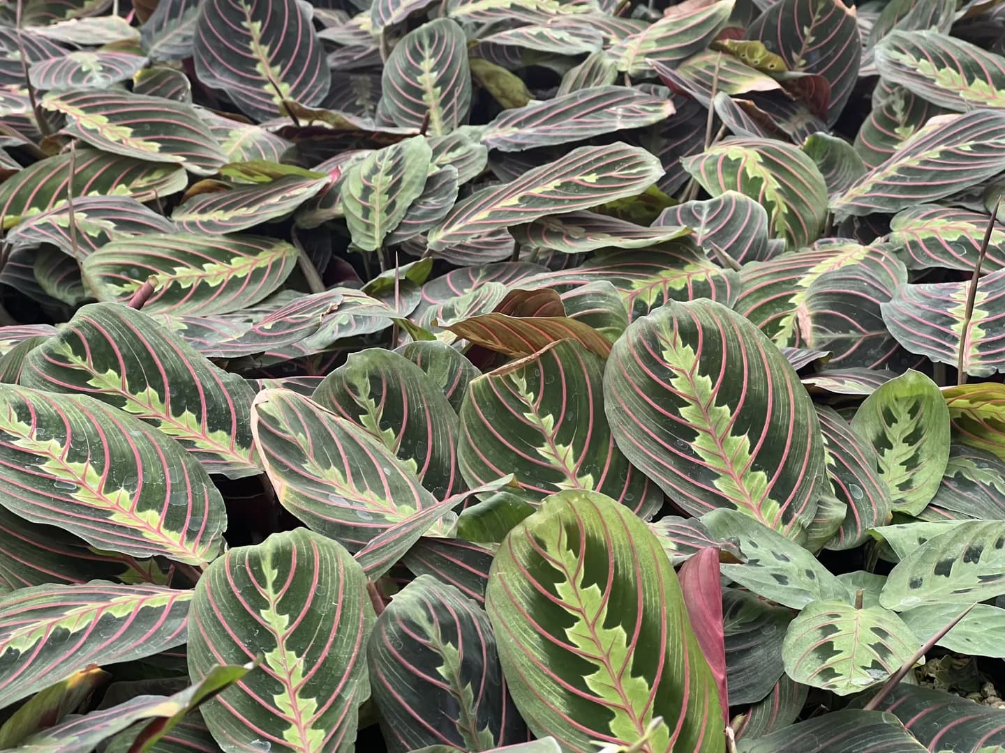MARANTA RED