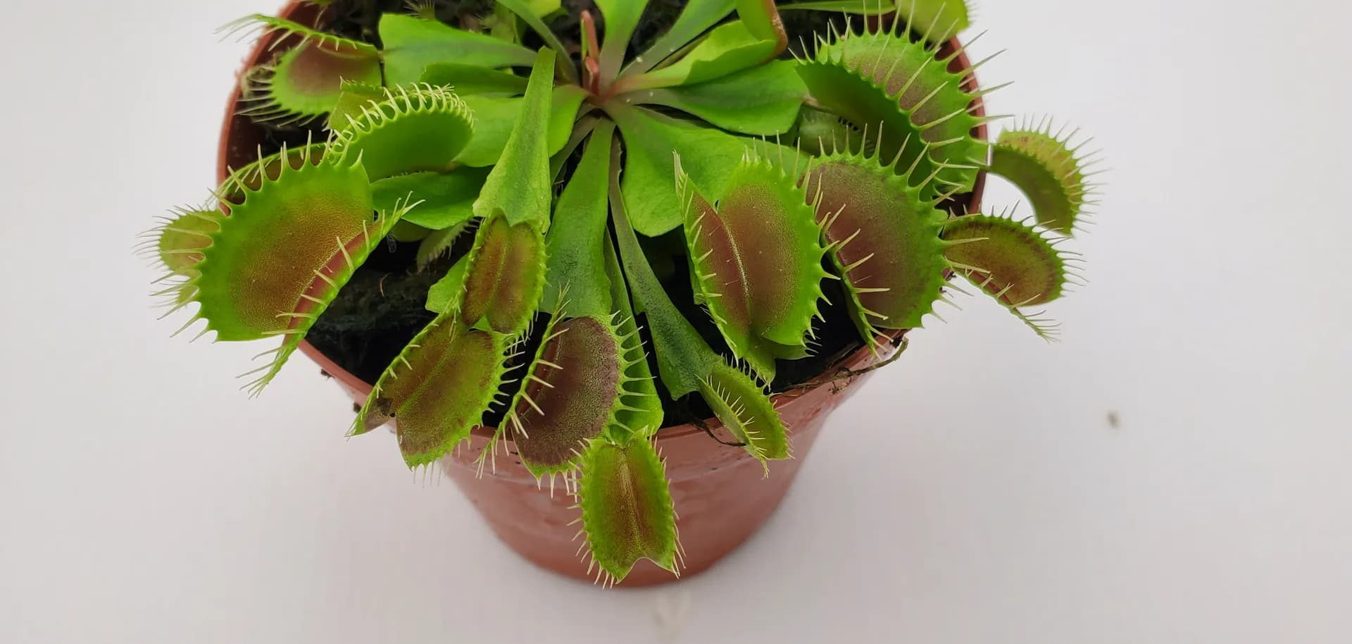 DIONAEA MUSCIPULA