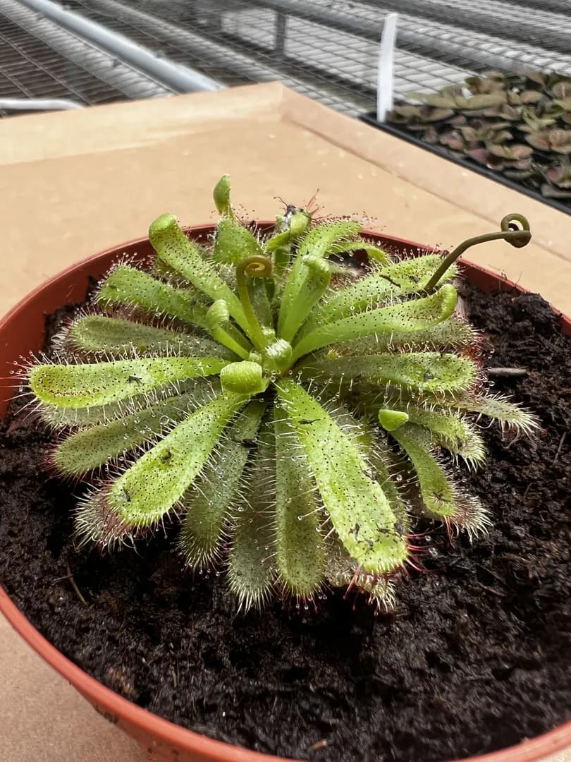 DROSERA ALICIAE