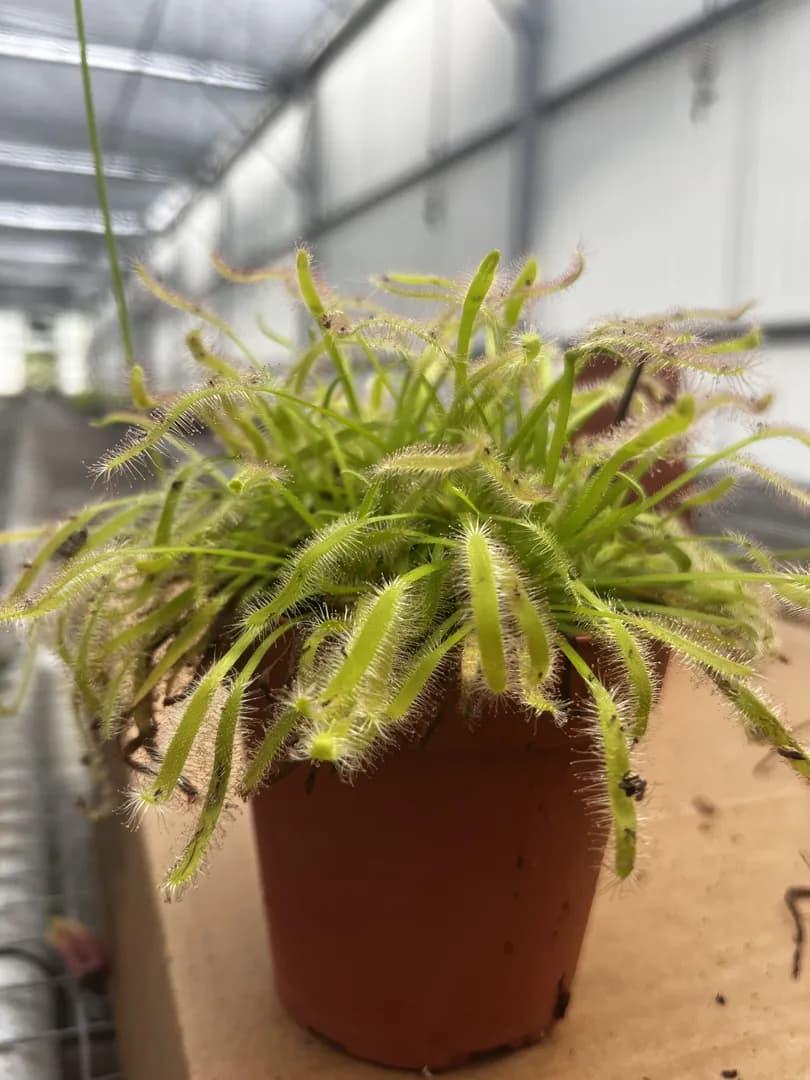DROSERA CAPENSIS ALBA