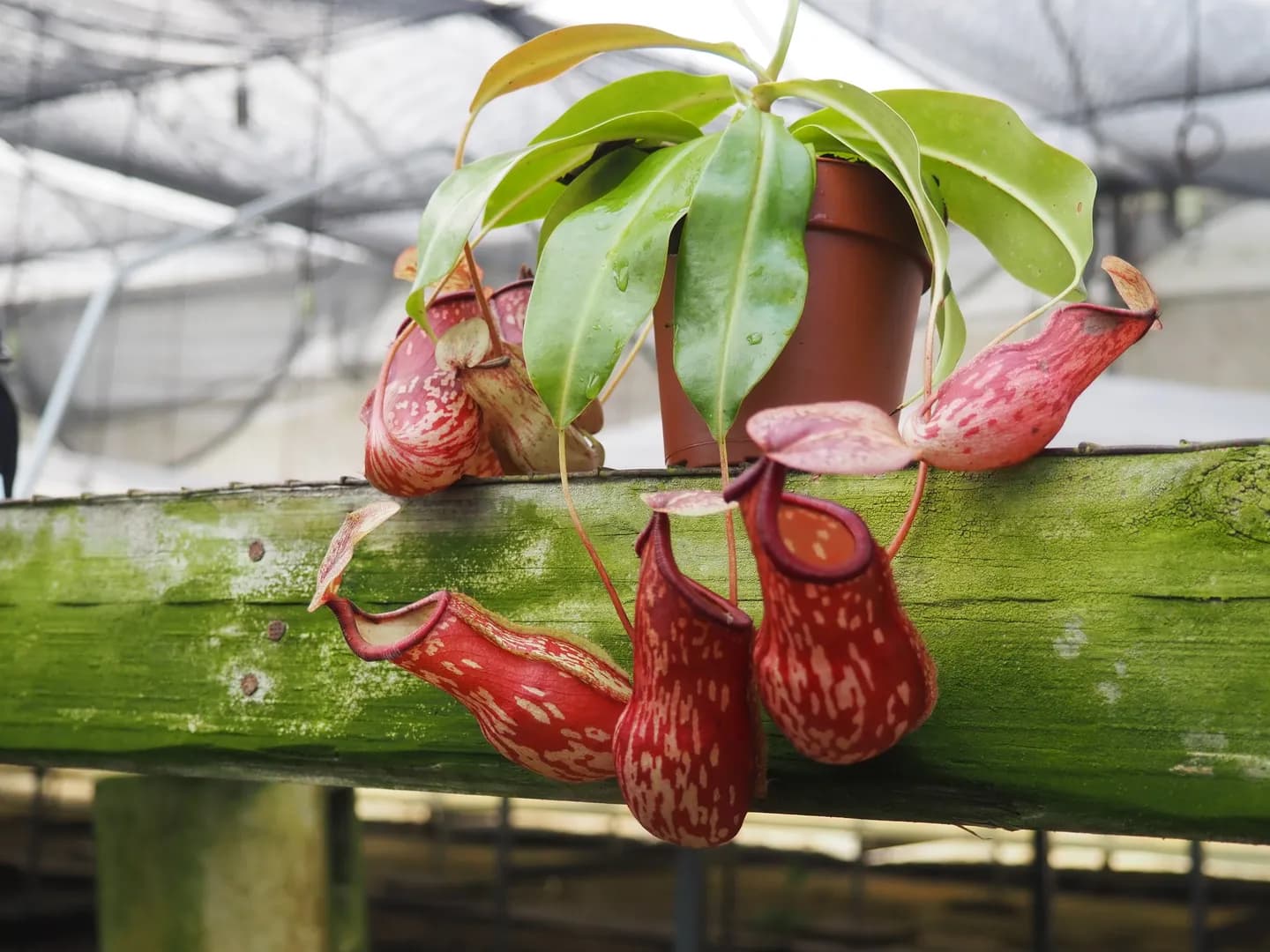 NEPENTHES GAYA