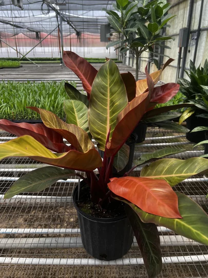 PHILODENDRON BIPINNATIFIDUM KATHALEEN