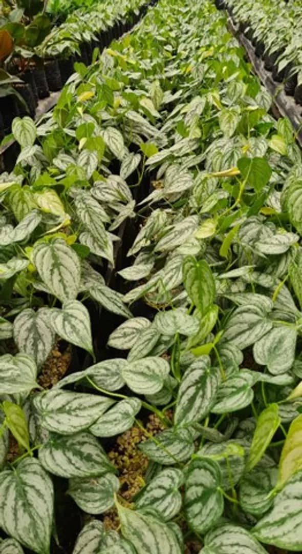 PHILODENDRON BRANDTIANUM PREMIUM PETITE