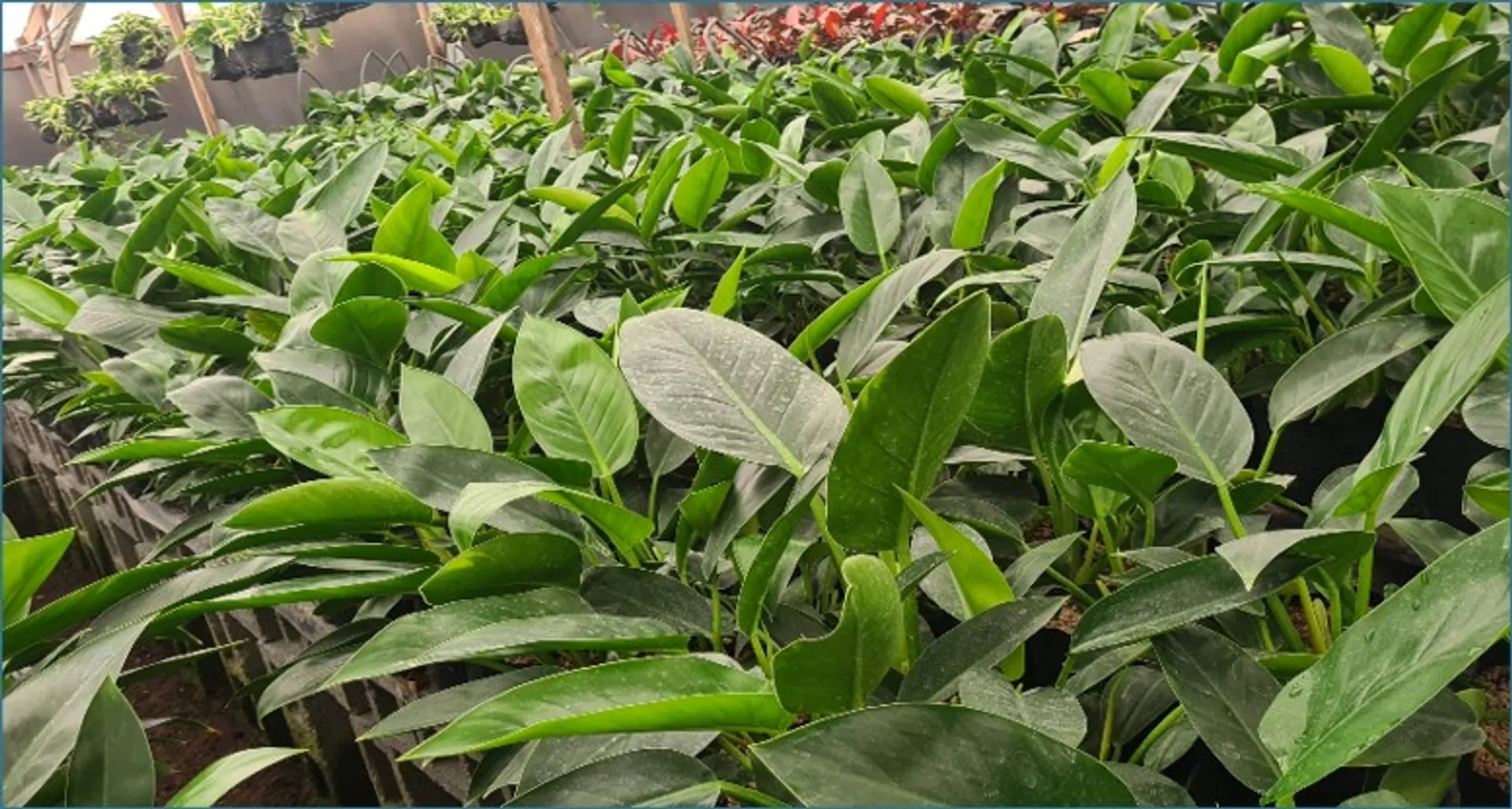 PHILODENDRON CONGO THAILAND