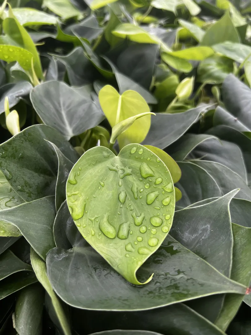 PHILODENDRON CORDATUM