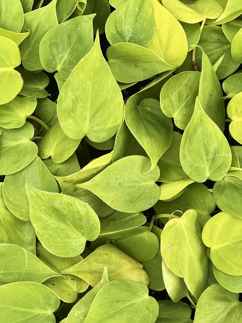 PHILODENDRON CORDATUM LEMON LIME