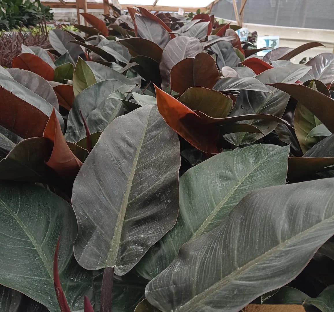 PHILODENDRON IMPERIAL RED