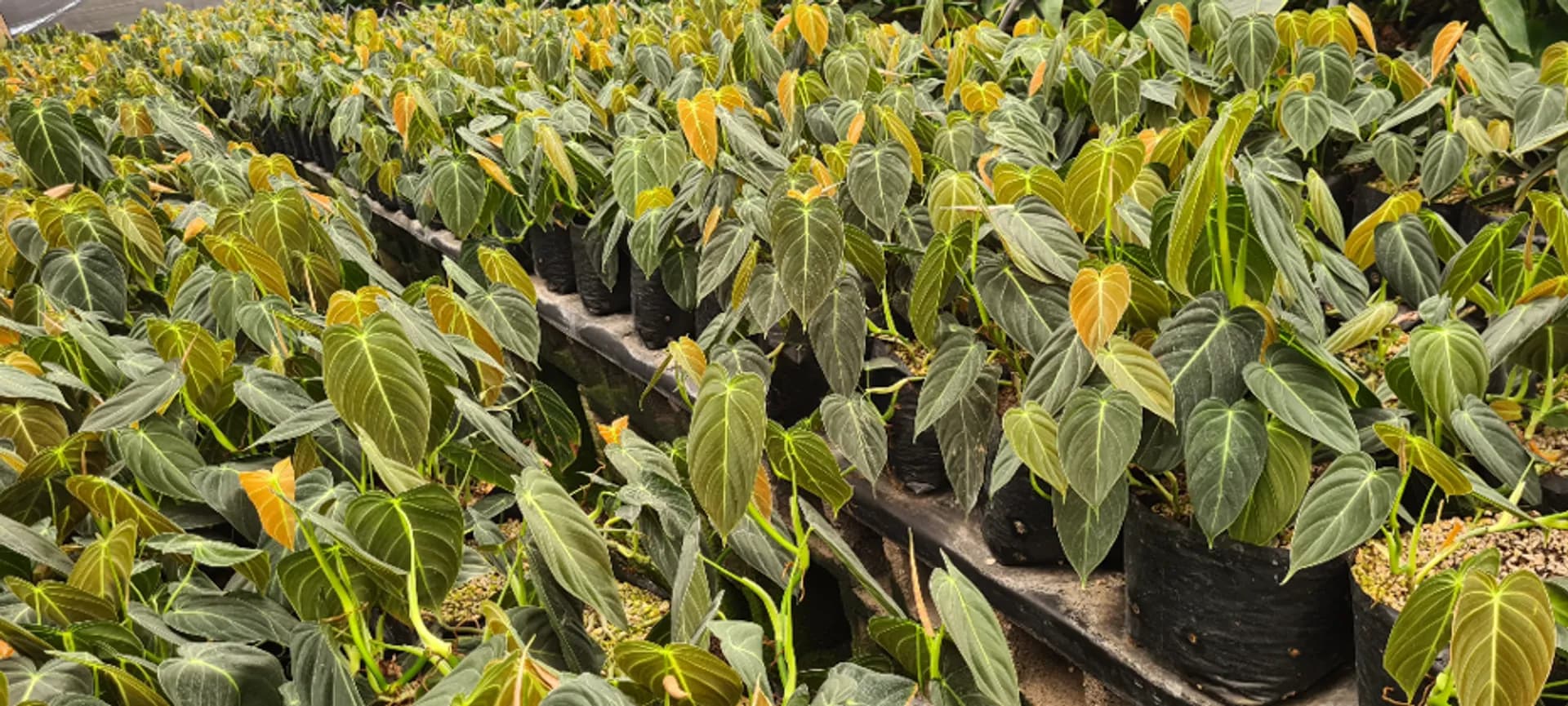 PHILODENDRON MELANOCHRYSUM PREMIUM REGULAR