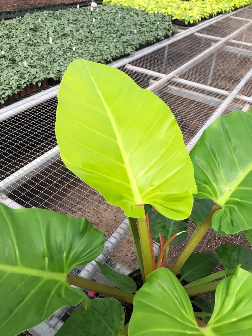 PHILODENDRON MELINONII GHOST