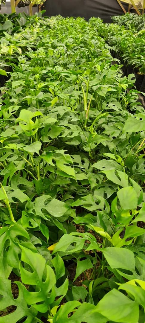 PHILODENDRON MINIMA PREMIUM