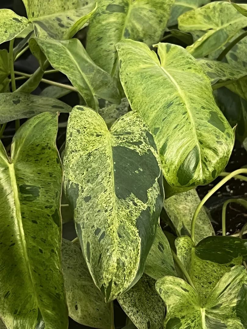 PHILODENDRON PARAISO VERDE