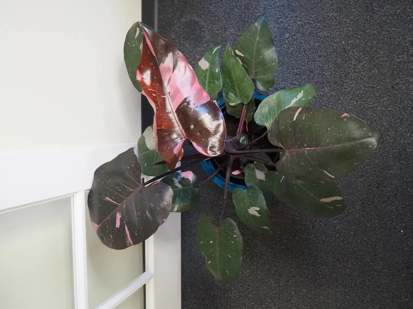 PHILODENDRON PINK PRINCESS