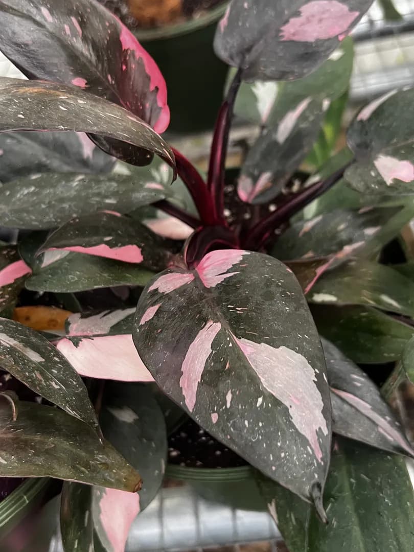 PHILODENDRON PINK PRINCESS MARBLE