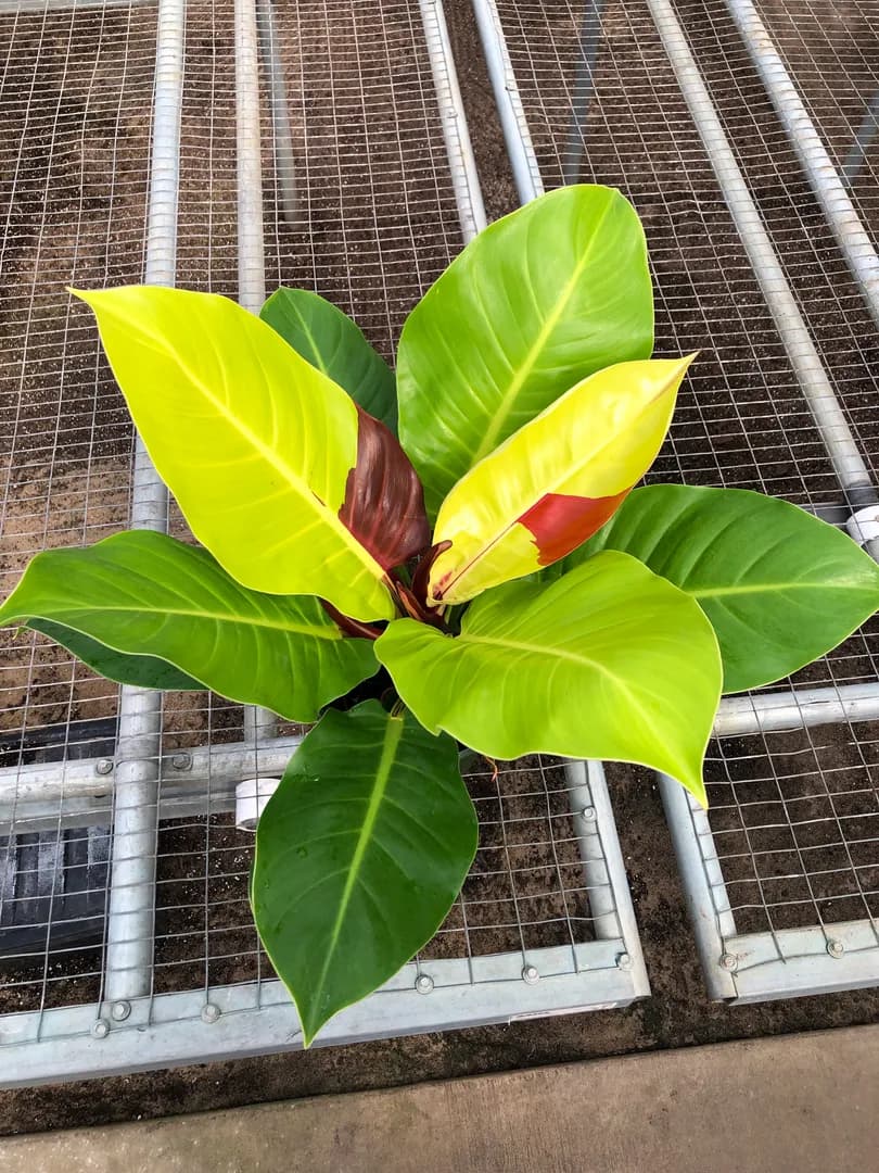 PHILODENDRON RED MOON
