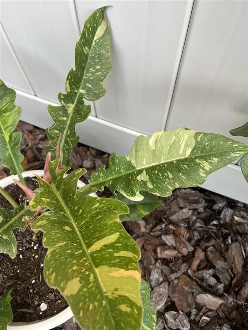 PHILODENDRON RING OF FIRE