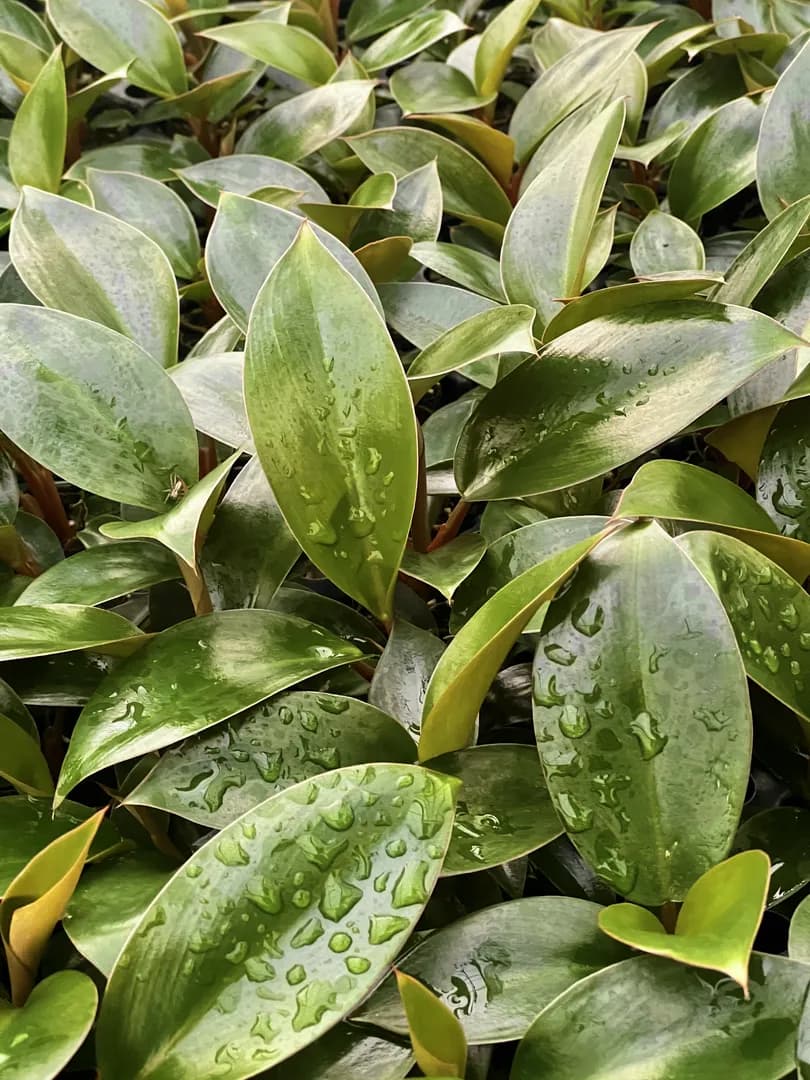 PHILODENDRON ROJO CONGO