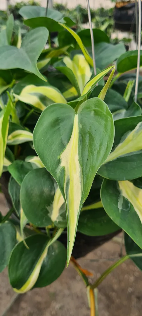 PHILODENDRON SILVER STRIPE