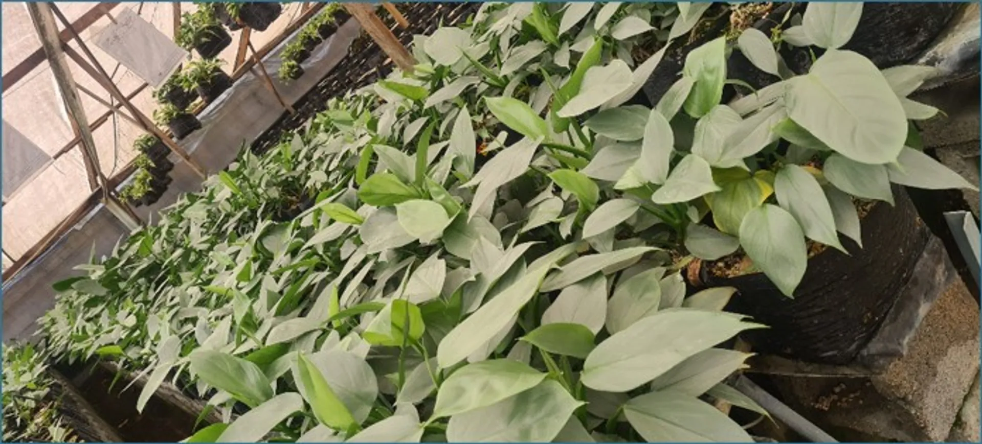 PHILODENDRON SILVER SWORD PREMIUM