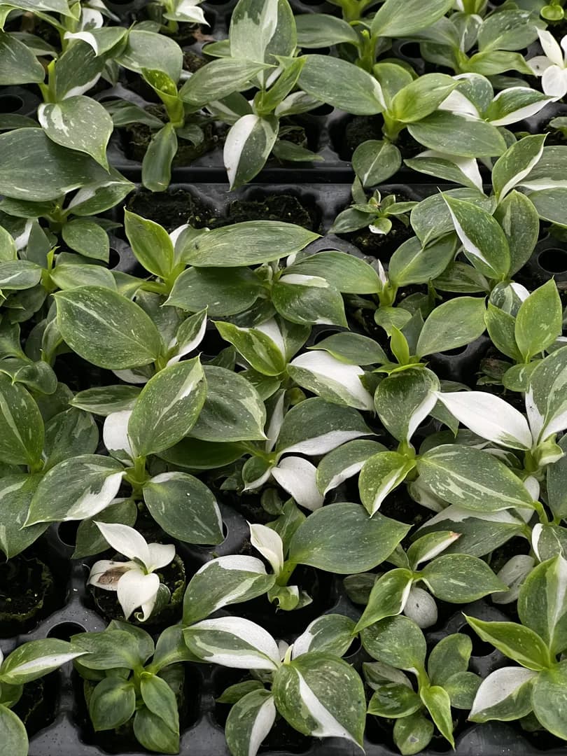 PHILODENDRON WHITE WIZARD