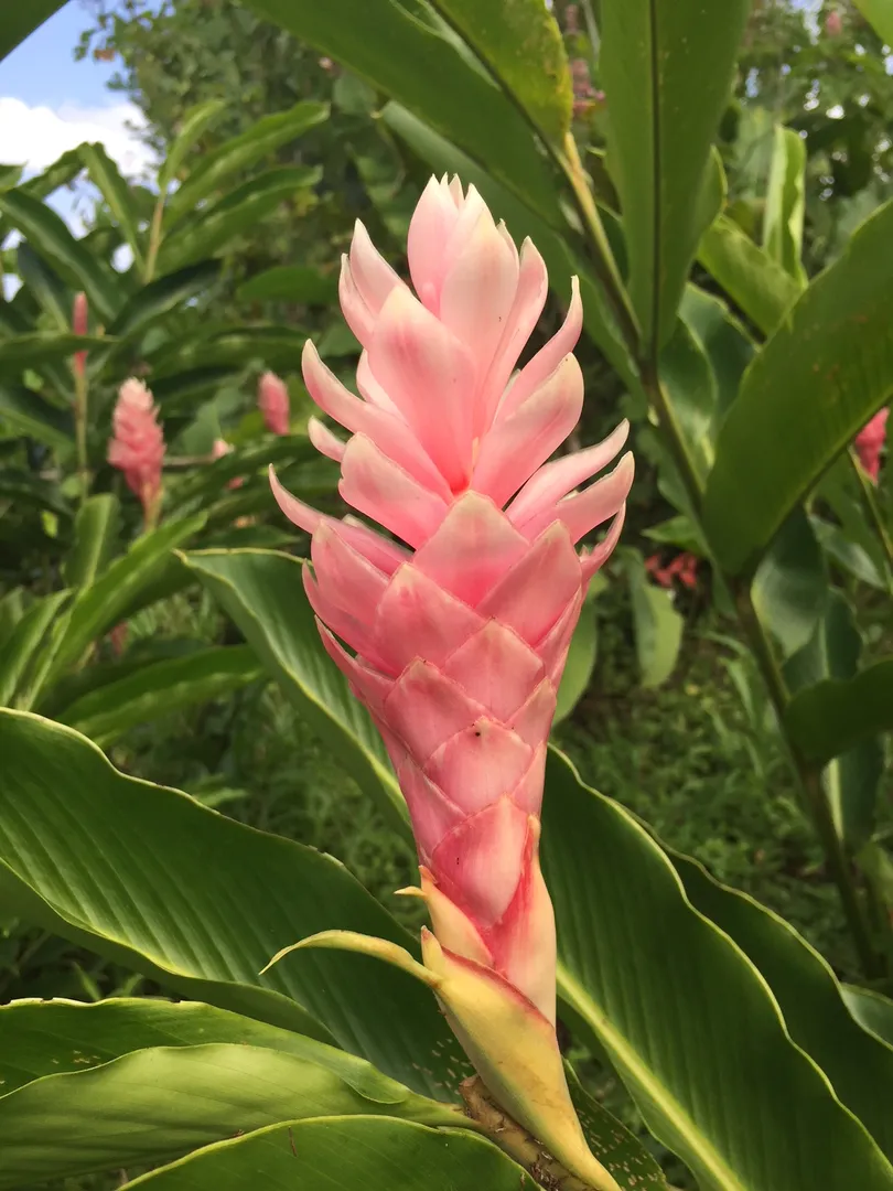 ALPINIA GINGER MINI PINK