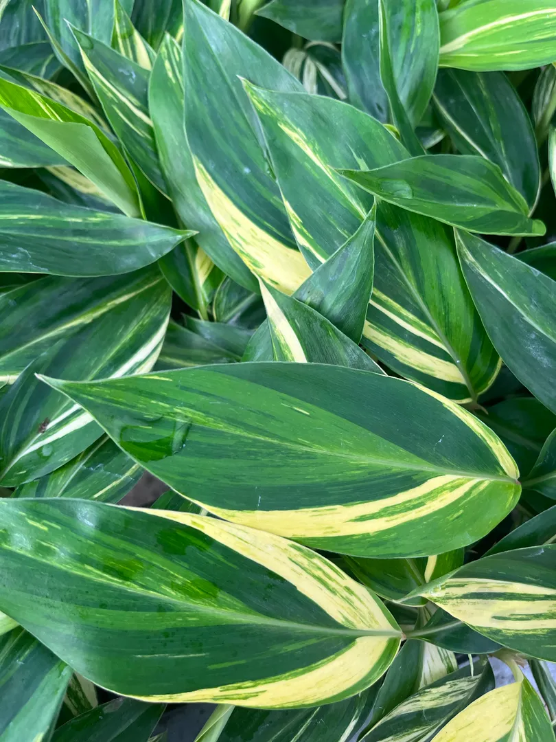 ALPINIA VARIEGATED GINGER