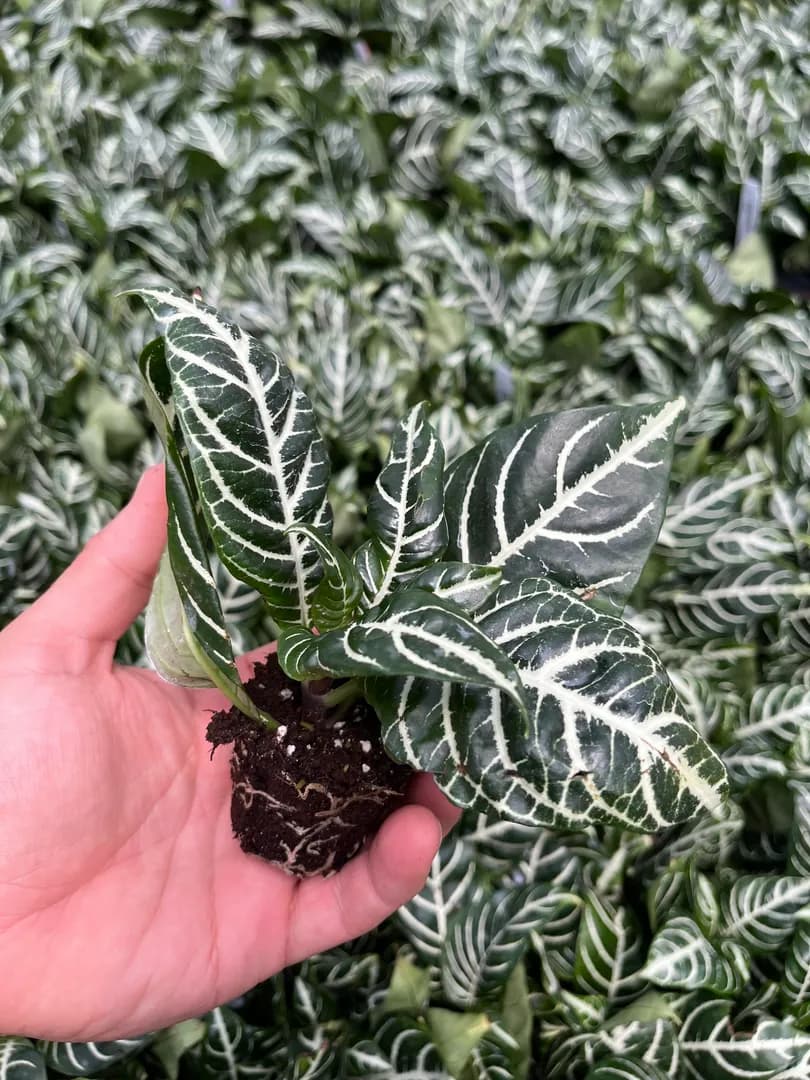 APHELANDRA DANIA