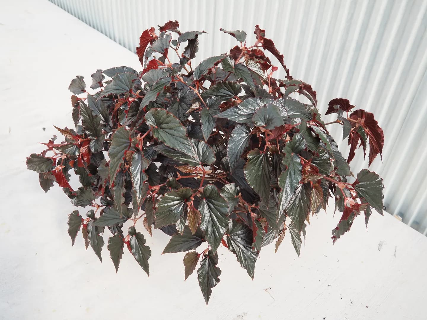 BEGONIA BLACK MAGIC