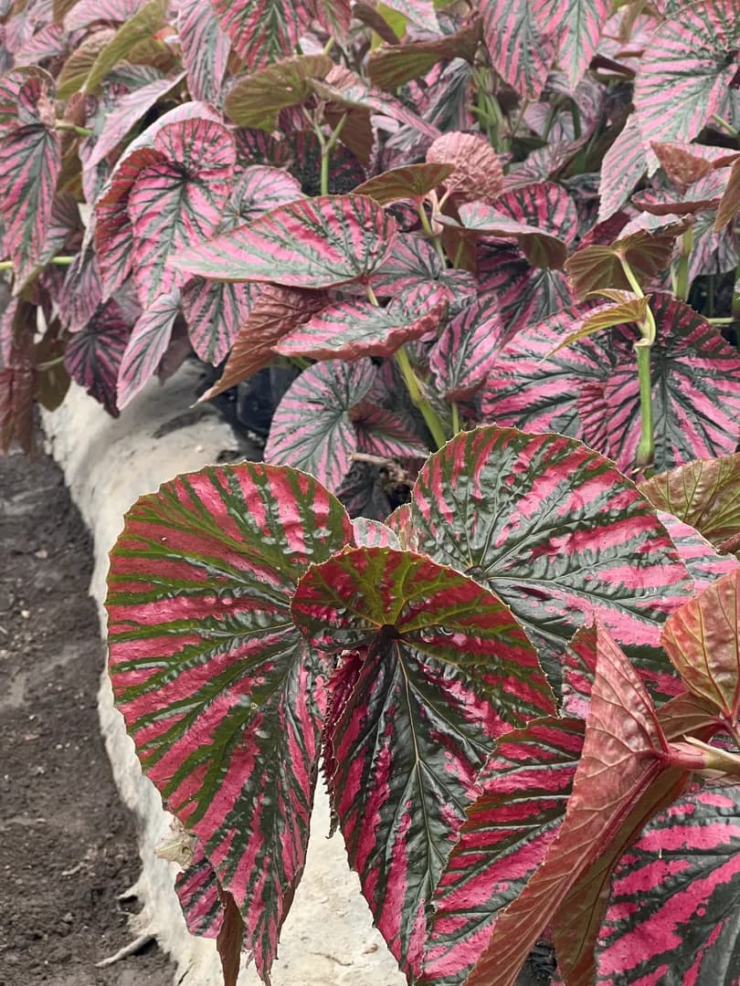 BEGONIA BREVIRIMOSA