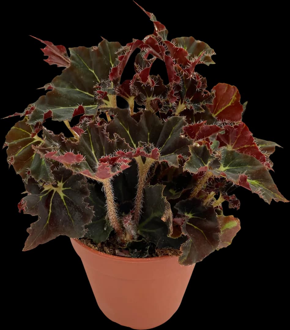 BEGONIA COMPANA EVY