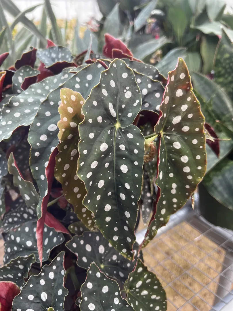 BEGONIA CRACKLING ROSIE