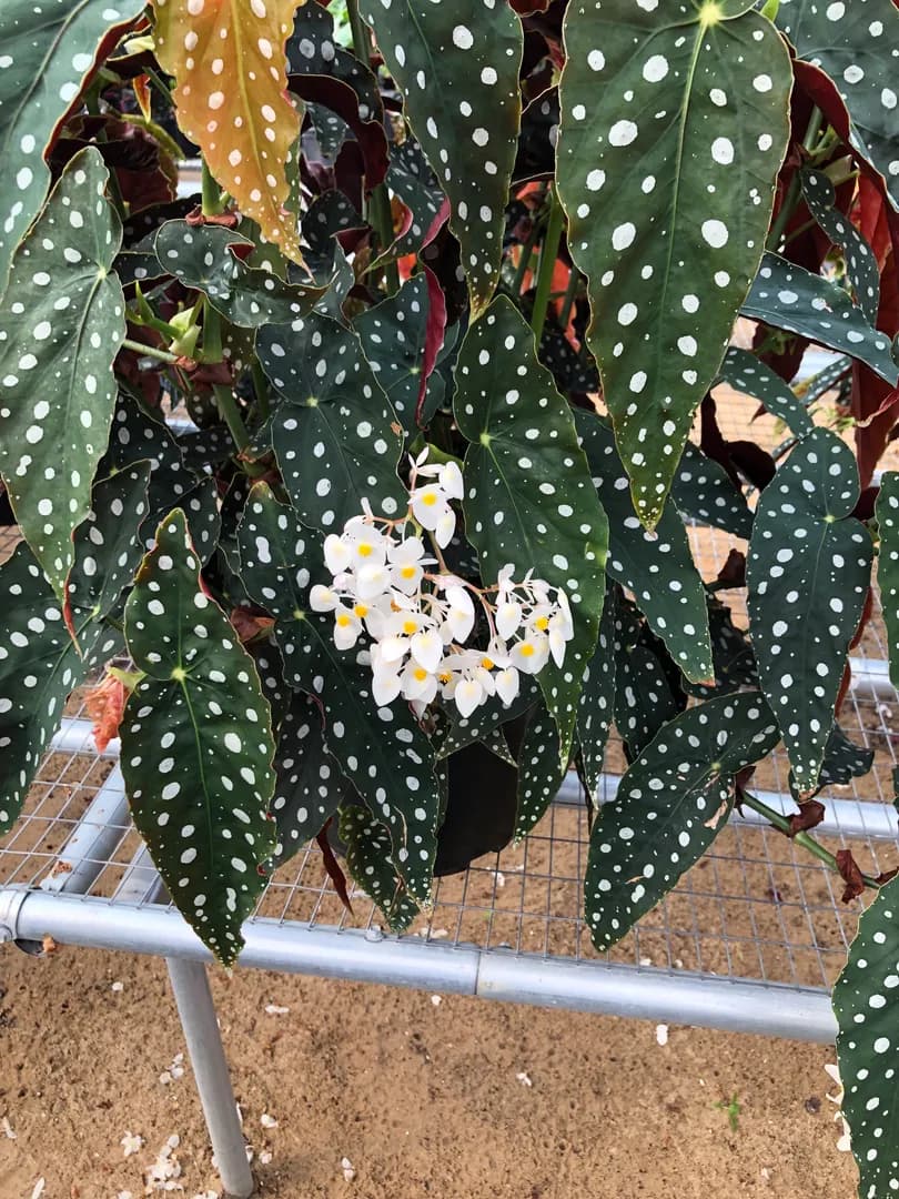 BEGONIA MACULATA