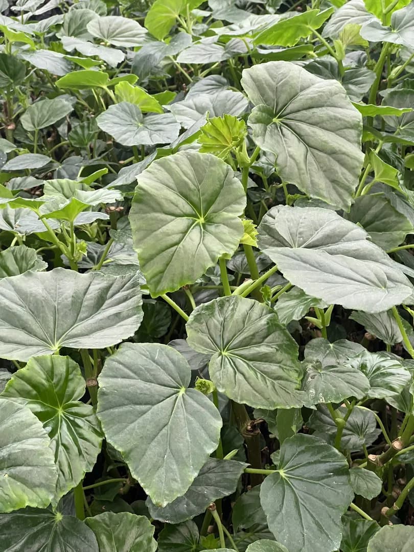 BEGONIA ODORATA ALBA