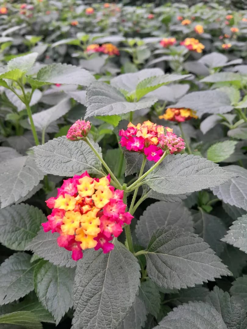 LANTANA CONFETTI