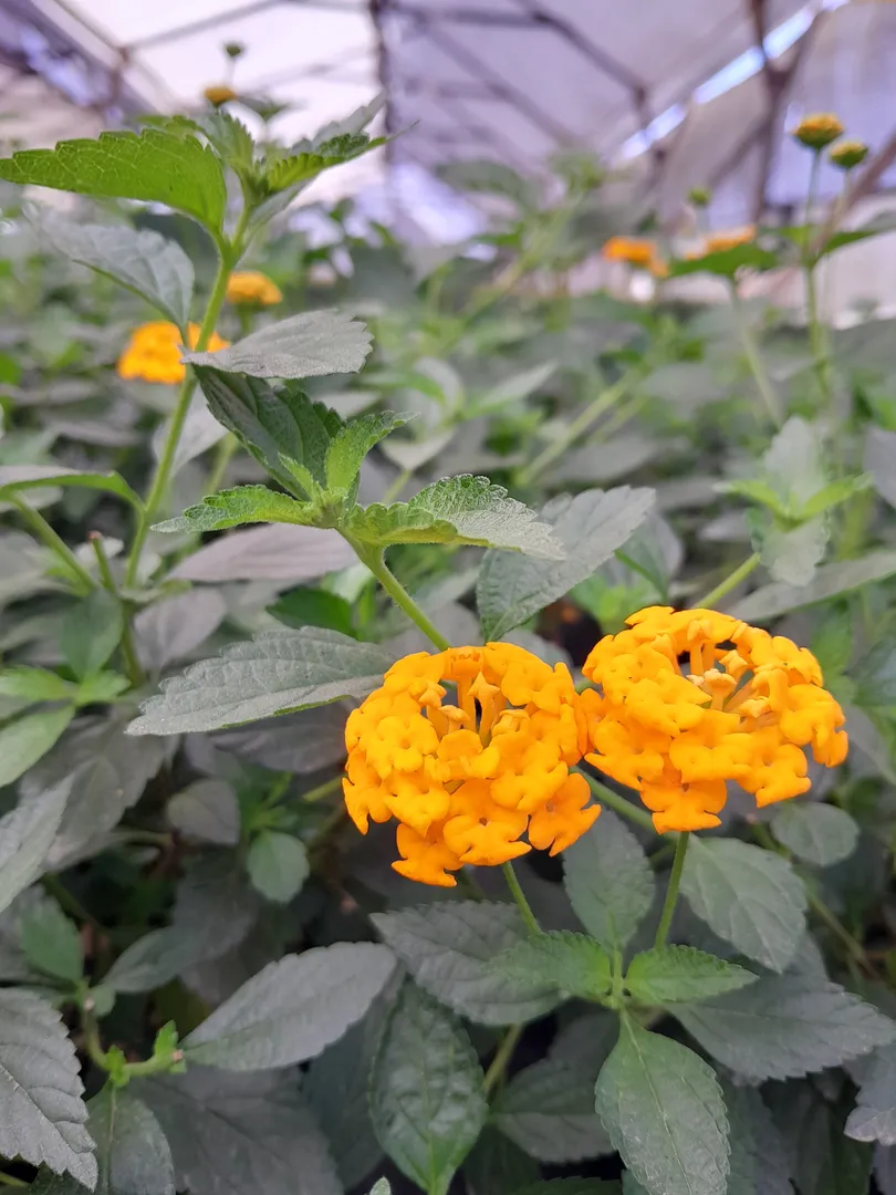 LANTANA NEW GOLD