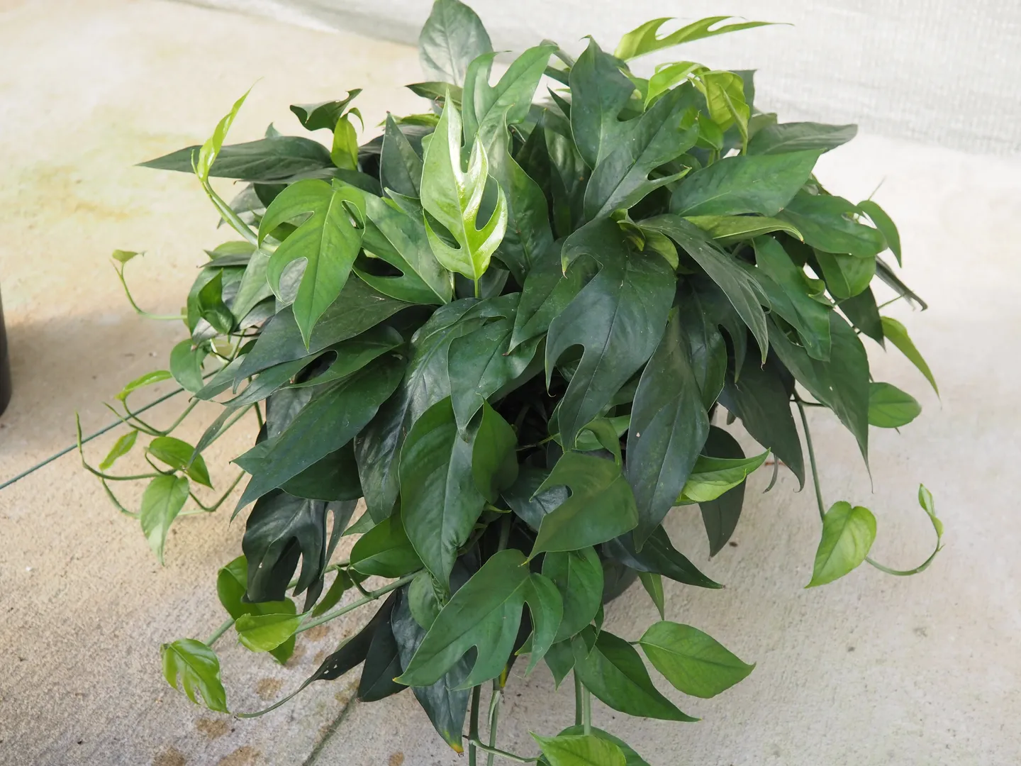 SCINDAPSUS BALTIC BLUE PREMIUM PETITE