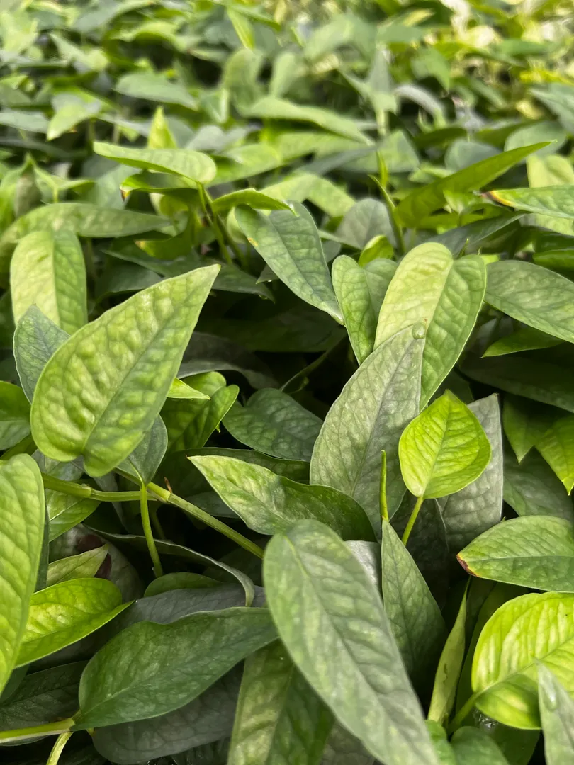 SCINDAPSUS CEBU BLUE