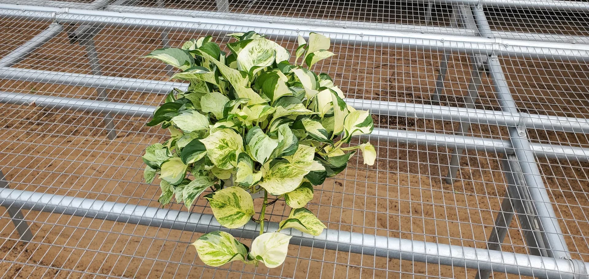 SCINDAPSUS IVORY KNIGHT PP35,875