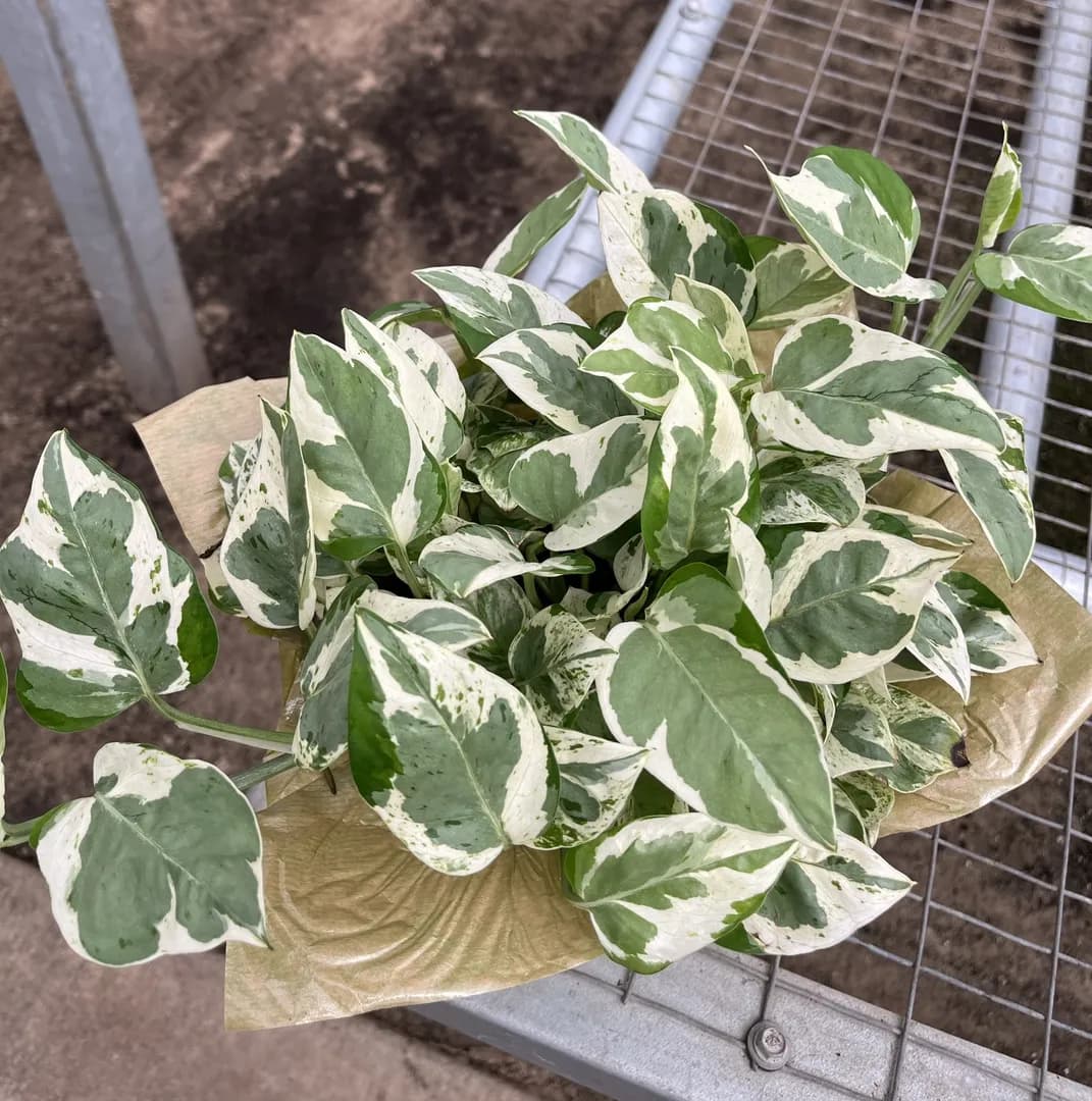 SCINDAPSUS PEARLS AND JADE