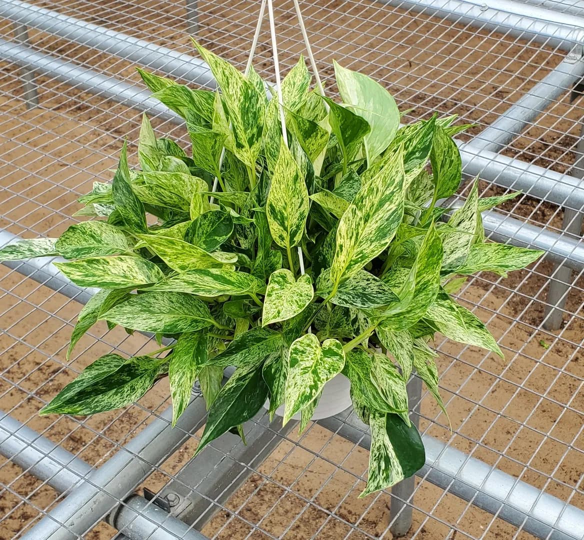 SCINDAPSUS MARBLE PRINCE PP35,876