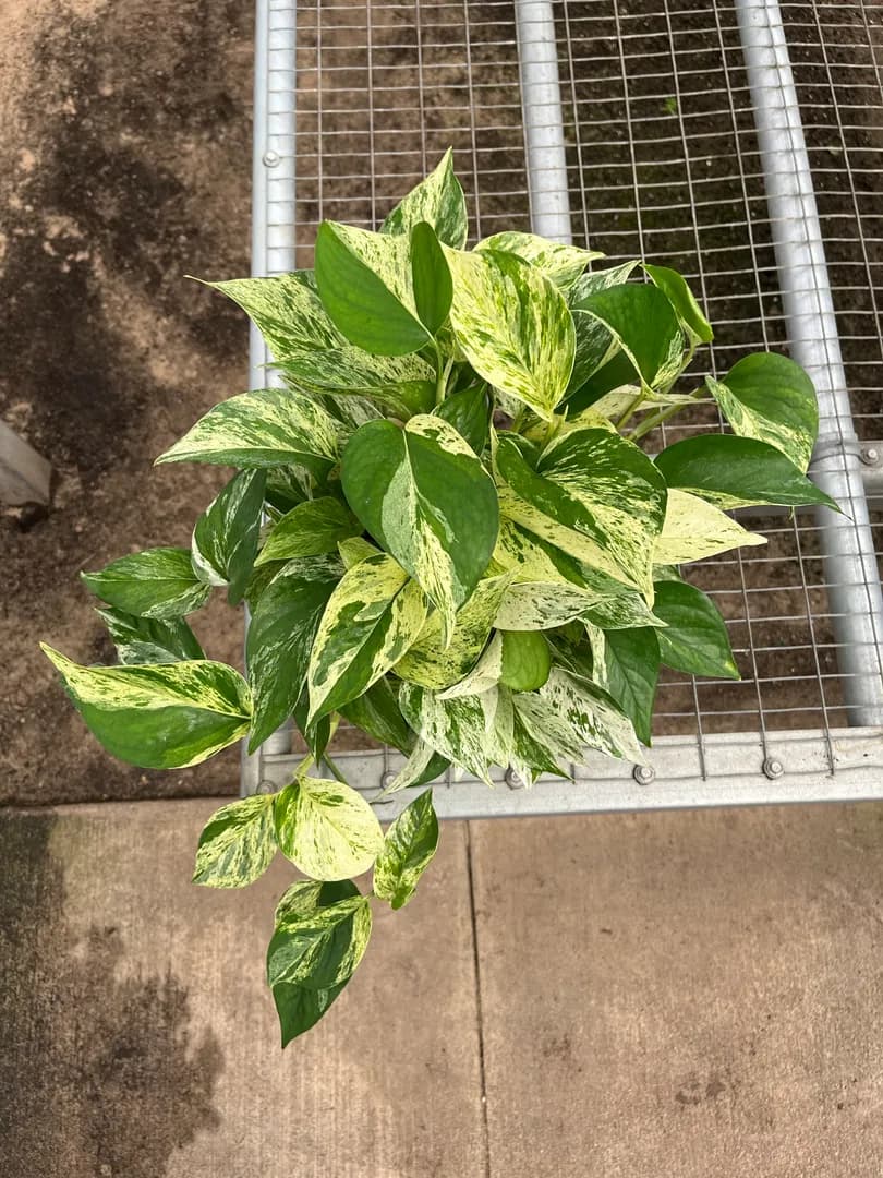 SCINDAPSUS MARBLE QUEEN