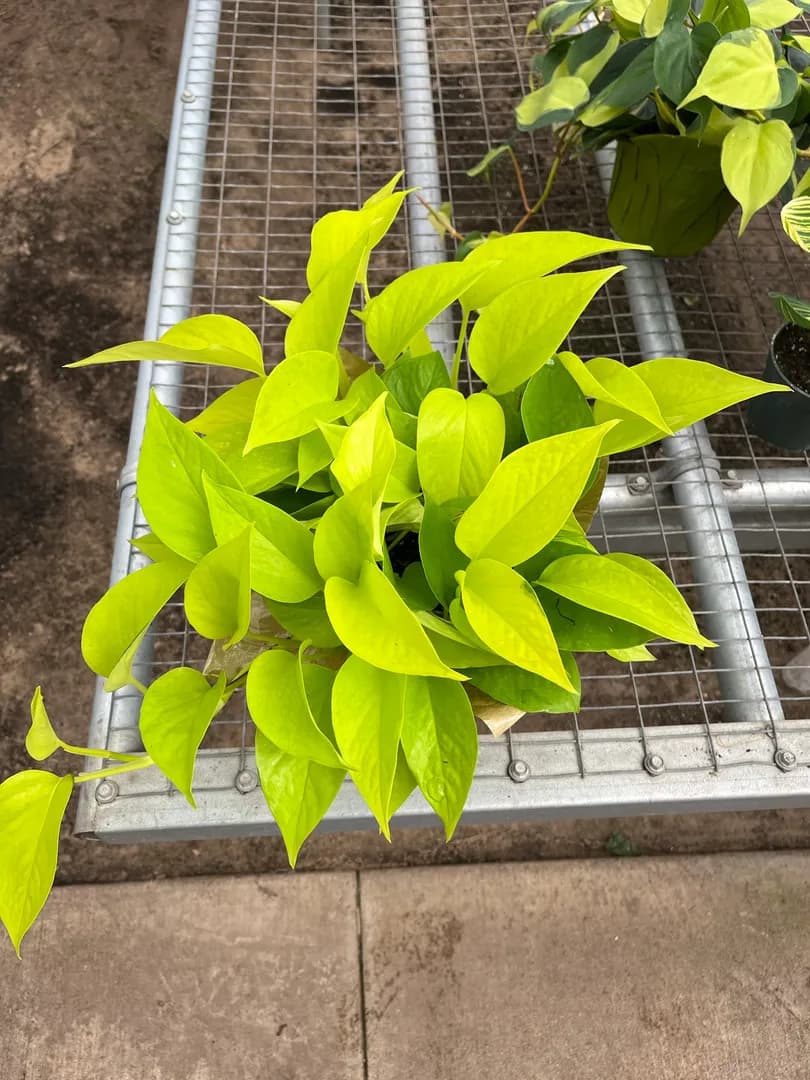 SCINDAPSUS NEON POTHOS