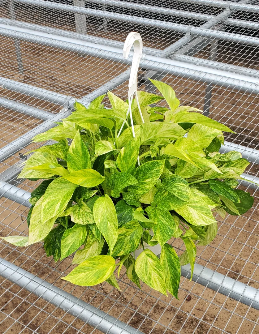 SCINDAPSUS NEON QUEEN PP35,874