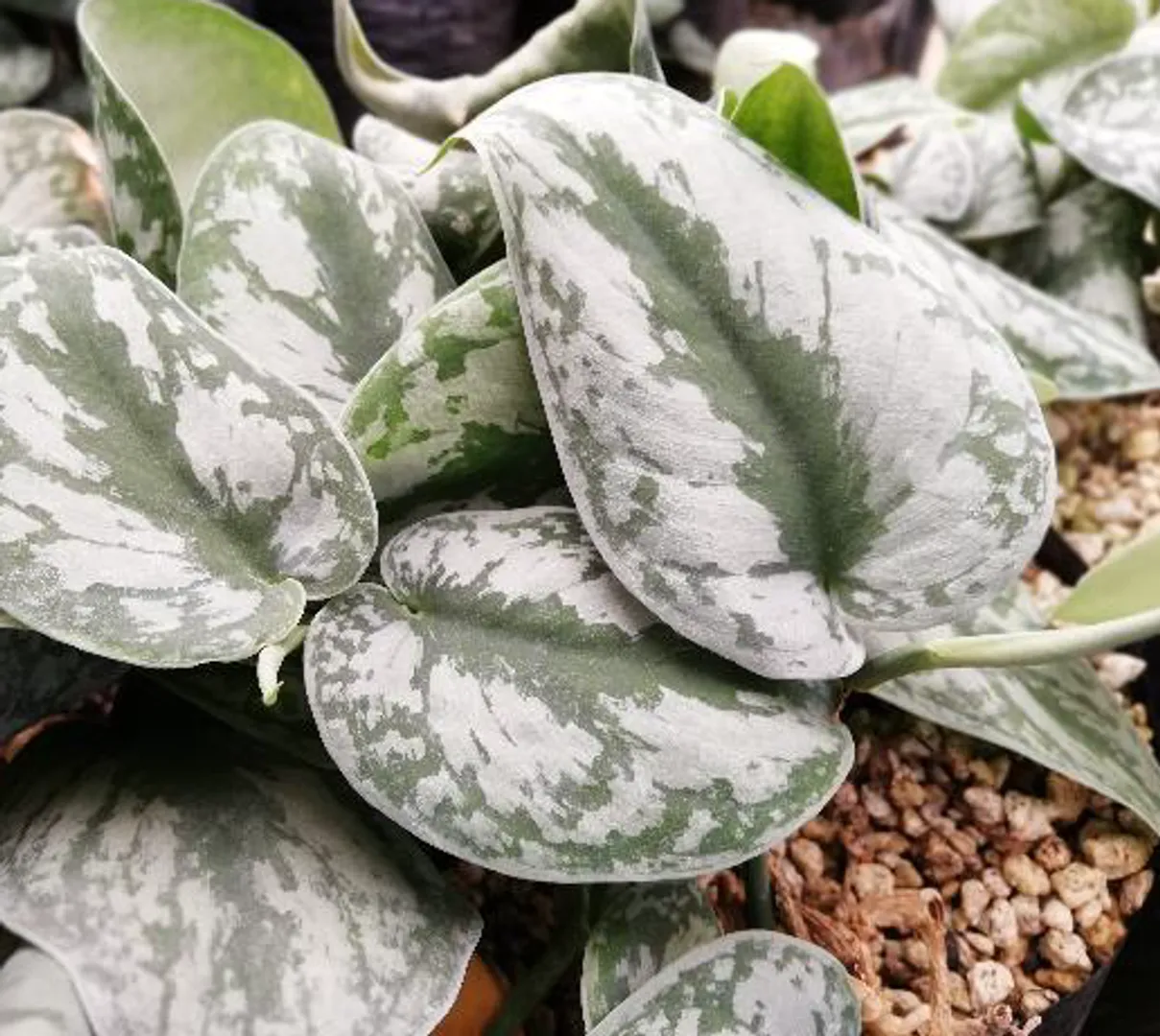 SCINDAPSUS PICTUS SILVER SPLASH