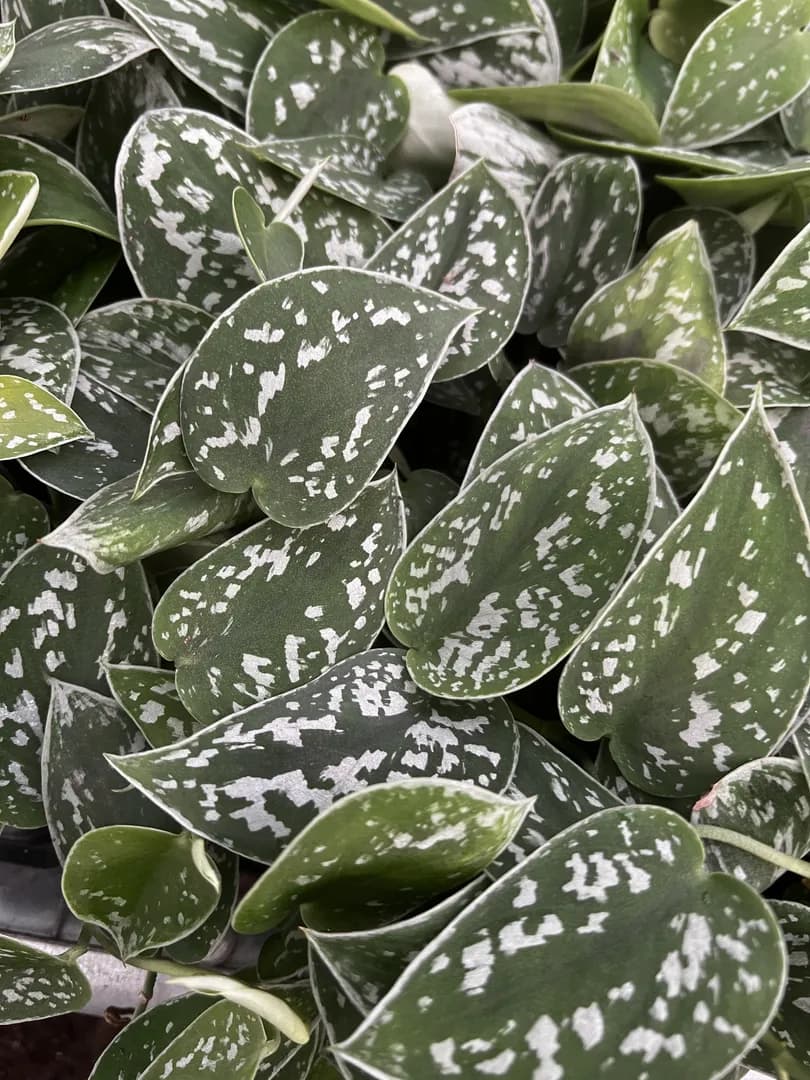 SCINDAPSUS PICTUS SILVERY ANN