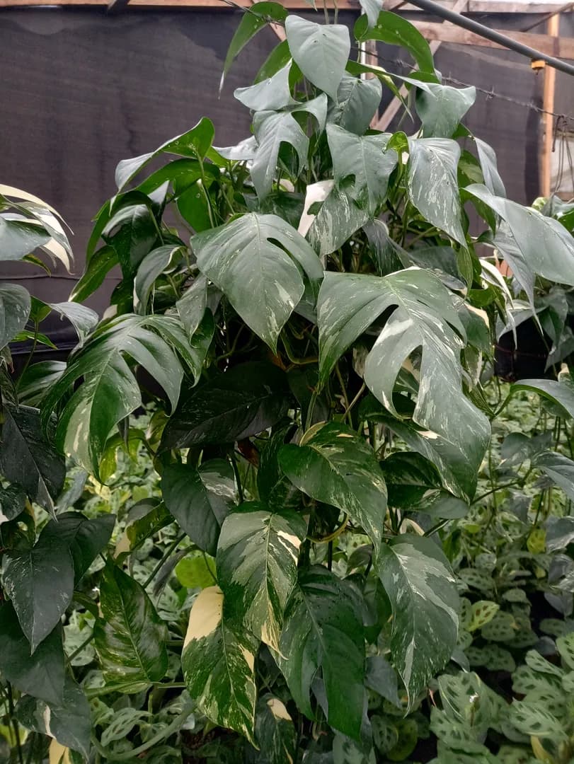 SCINDAPSUS PINNATUM VARIEGATA PREMIUN REGULAR