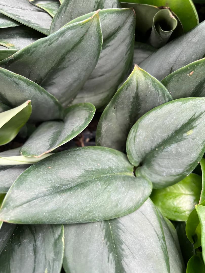 SCINDAPSUS TREUBII MOONLIGHT