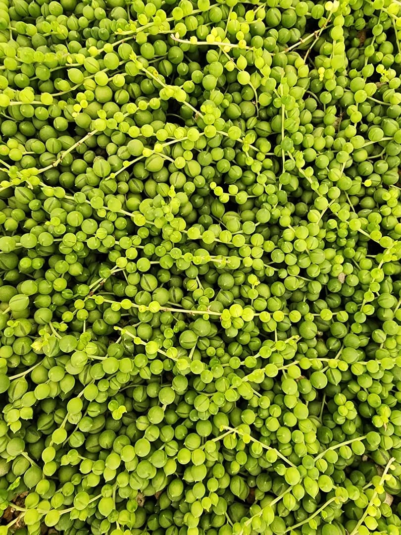SENECIO ROWLEYANUS STRING OF PEARLS